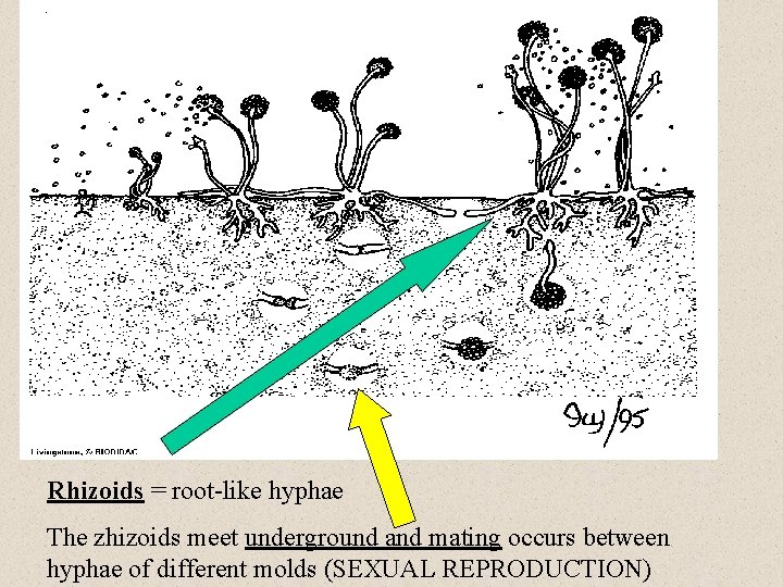 Rhizoids = root-like hyphae The zhizoids meet underground and mating occurs between hyphae of