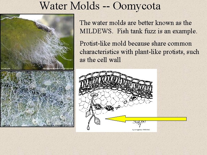Water Molds -- Oomycota The water molds are better known as the MILDEWS. Fish