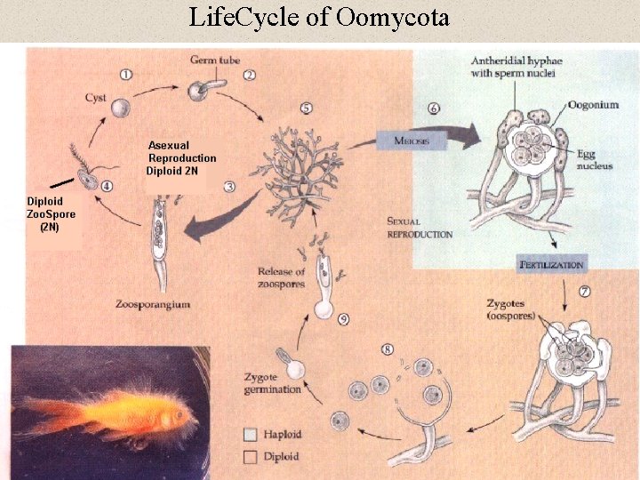 Life. Cycle of Oomycota 