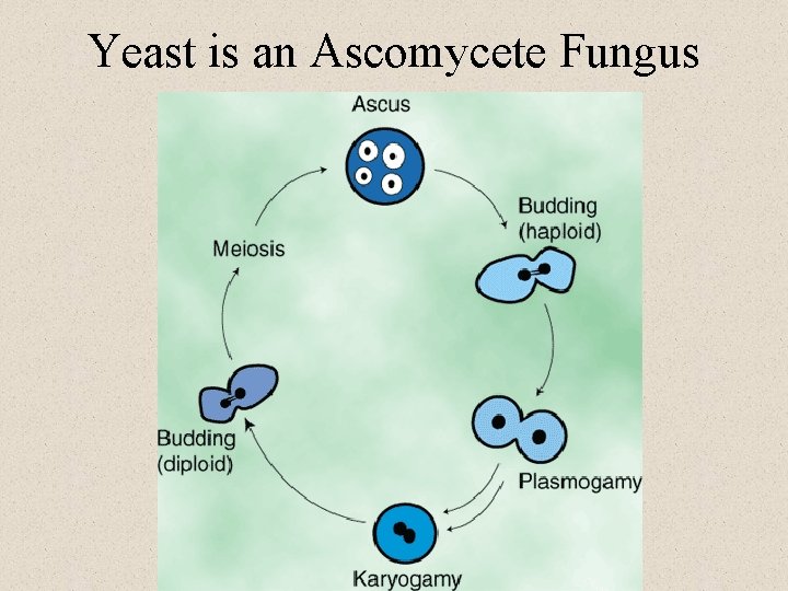 Yeast is an Ascomycete Fungus 