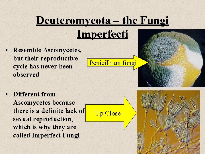 Deuteromycota – the Fungi Imperfecti • Resemble Ascomycetes, but their reproductive cycle has never