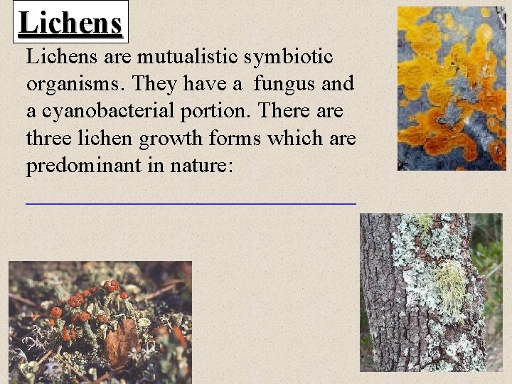 Lichens are mutualistic symbiotic organisms. They have a fungus and a cyanobacterial portion. There