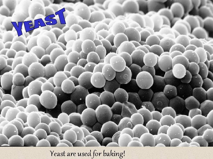 Yeast are used for baking! 