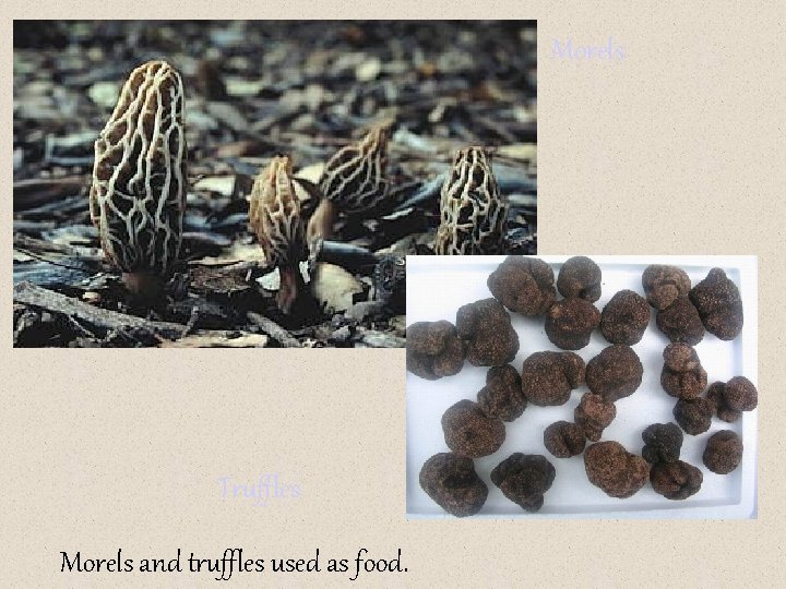 Morels Truffles Morels and truffles used as food. 