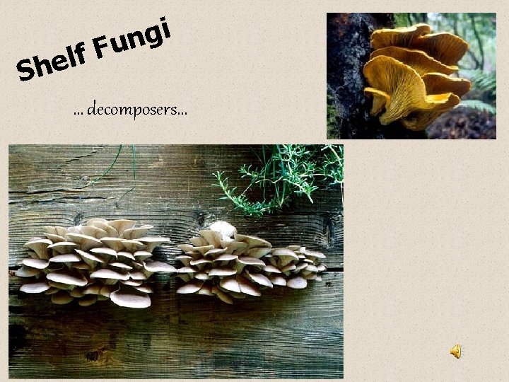 f l e Sh i g n u F … decomposers… 