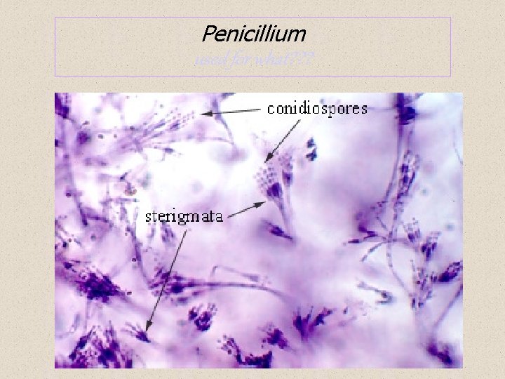 Penicillium used for what? ? ? 