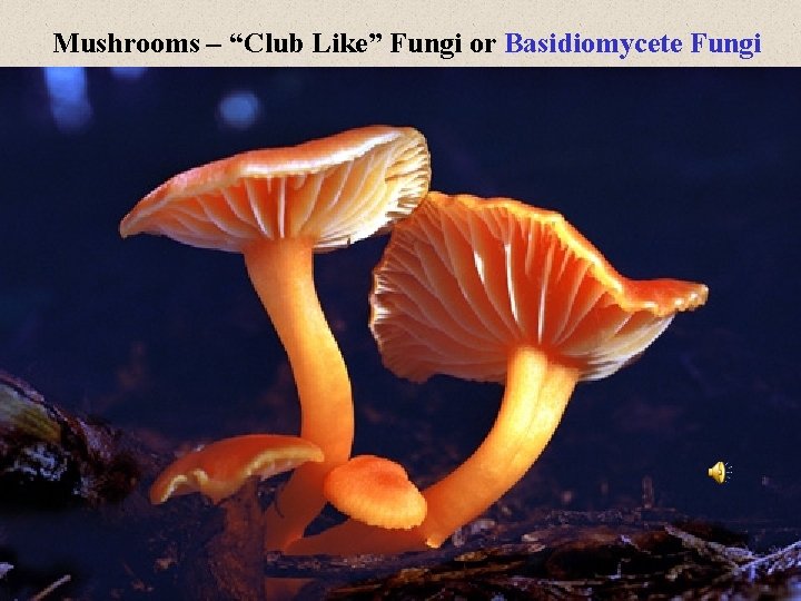 Mushrooms – “Club Like” Fungi or Basidiomycete Fungi 