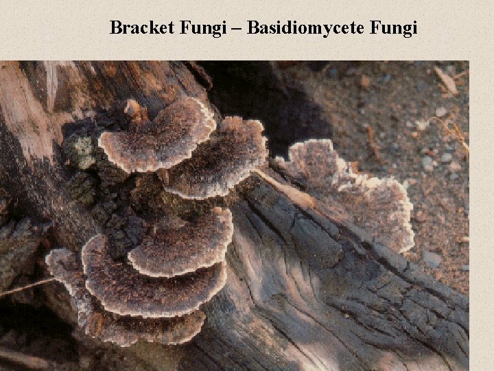 Bracket Fungi – Basidiomycete Fungi 