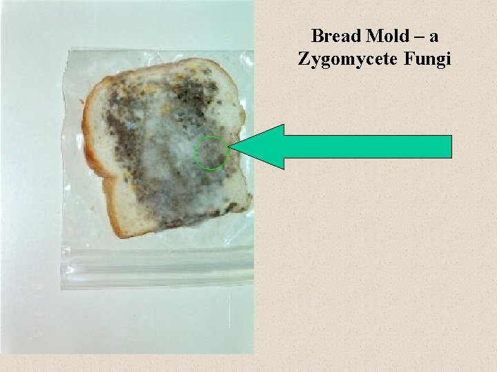 Bread Mold – a Zygomycete Fungi 