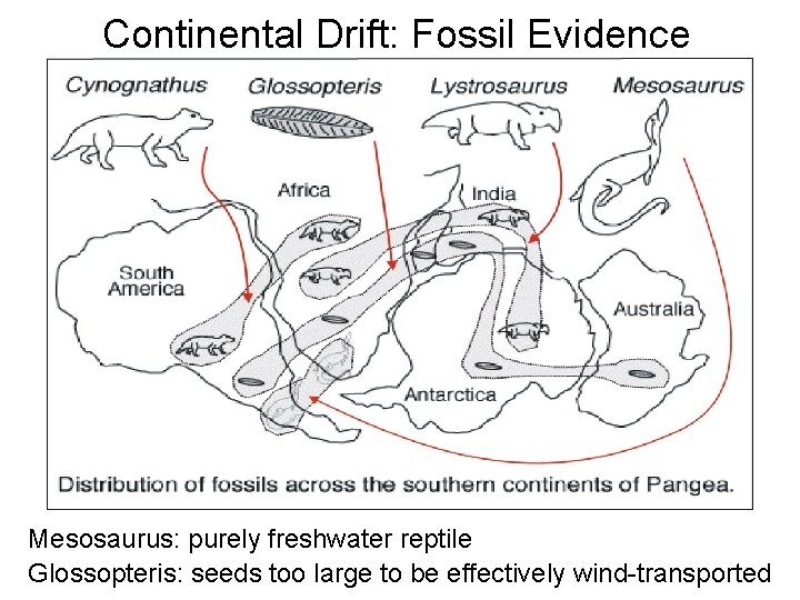 Continental Drift: Fossil Evidence Mesosaurus: purely freshwater reptile Glossopteris: seeds too large to be Continental Drift: Fossil Evidence Mesosaurus: purely freshwater reptile Glossopteris: seeds too large to be