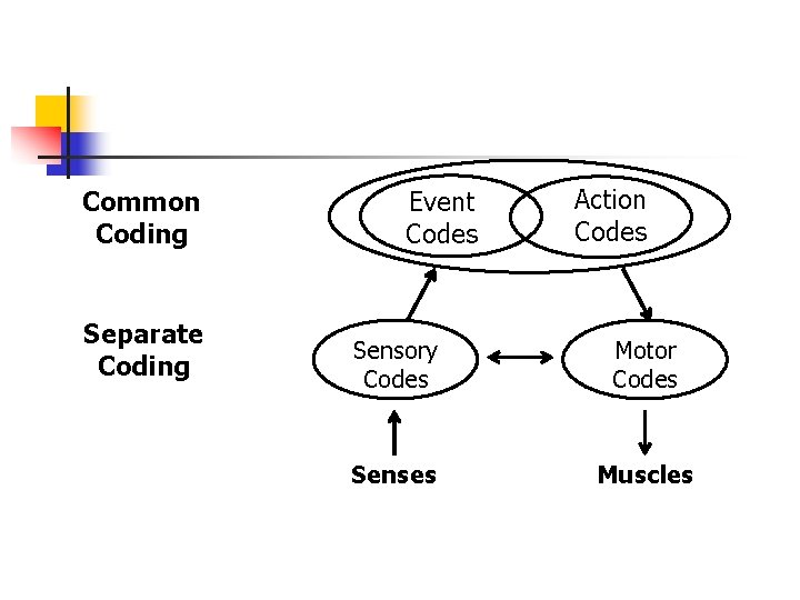 Common Coding Separate Coding Event Codes Action Codes Sensory Codes Motor Codes Senses Muscles