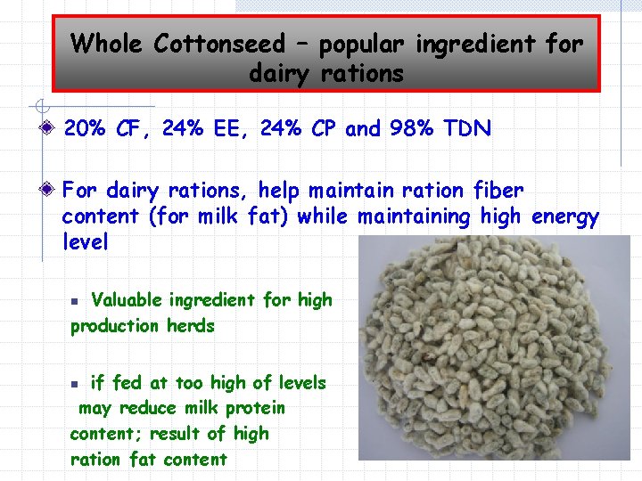 Whole Cottonseed – popular ingredient for dairy rations 20% CF, 24% EE, 24% CP