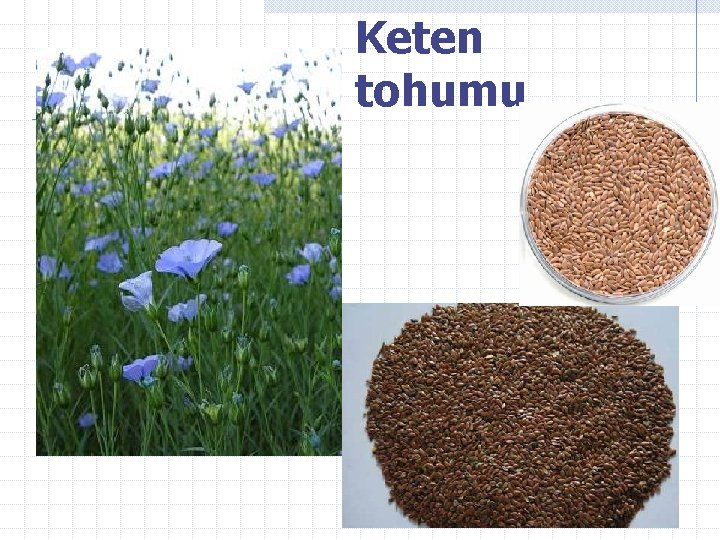 Keten tohumu 