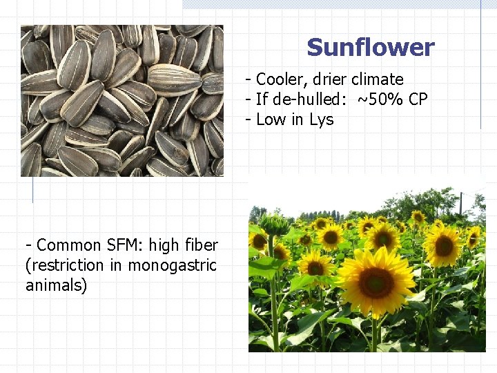 Sunflower - Cooler, drier climate - If de-hulled: ~50% CP - Low in Lys
