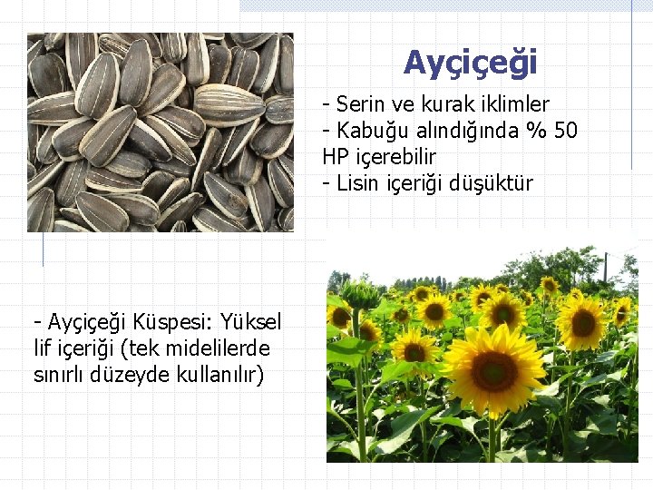 Ayçiçeği - Serin ve kurak iklimler - Kabuğu alındığında % 50 HP içerebilir -