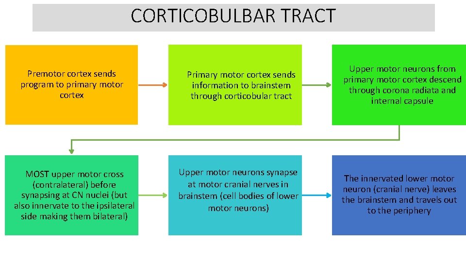 CORTICOBULBAR TRACT Premotor cortex sends program to primary motor cortex MOST upper motor cross