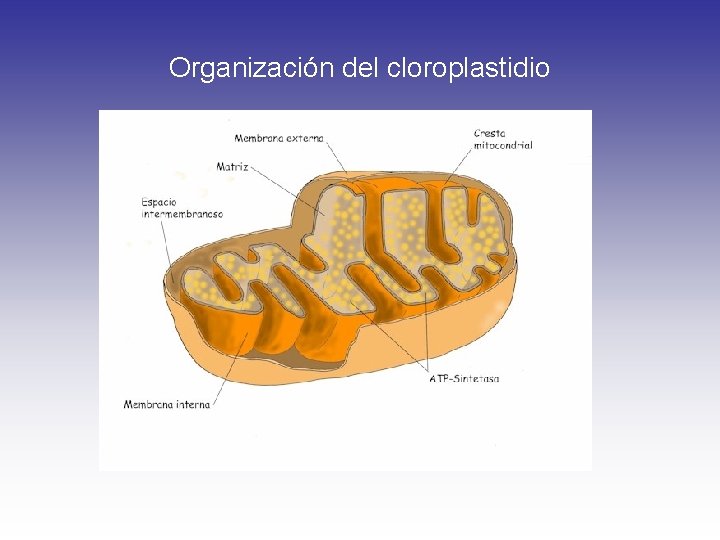 Organización del cloroplastidio 