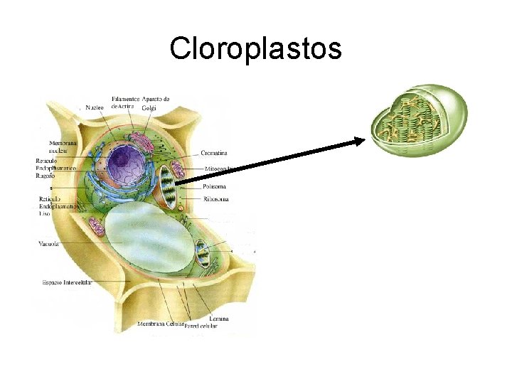Cloroplastos 