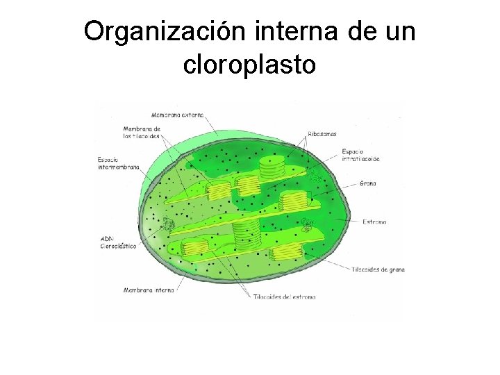 Organización interna de un cloroplasto 