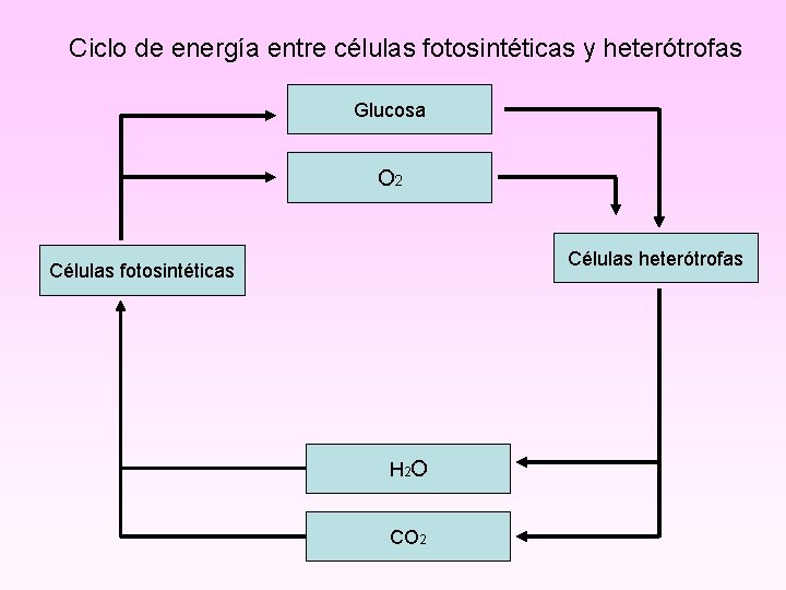 Ciclo de energía entre células fotosintéticas y heterótrofas Glucosa O 2 Células heterótrofas Células