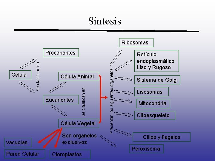 Síntesis Ribosomas Eucariontes Célula Vegetal vacuolas Pared Celular Son organelos exclusivos Cloroplastos Presentan los