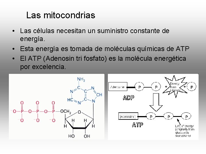 Las mitocondrias • Las células necesitan un suministro constante de energía. • Esta energía