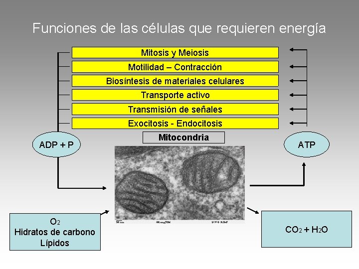 Funciones de las células que requieren energía Mitosis y Meiosis Motilidad – Contracción Biosíntesis