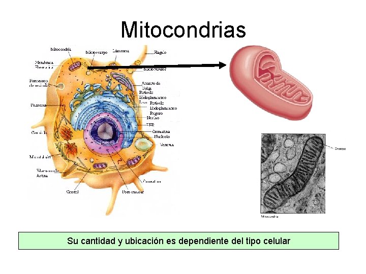 Mitocondrias Su cantidad y ubicación es dependiente del tipo celular 