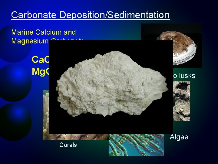 Carbonate Deposition/Sedimentation Marine Calcium and Magnesium Carbonate Ca. CO 3 Mg. CO 3 Foraminifera