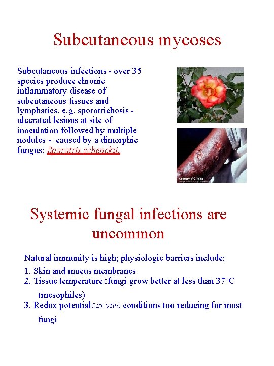 Subcutaneous mycoses Subcutaneous infections - over 35 species produce chronic inflammatory disease of subcutaneous