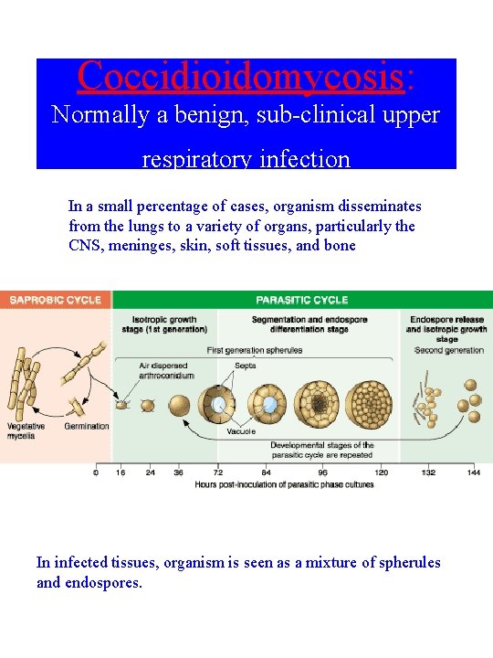 Coccidioidomycosis: Normally a benign, sub-clinical upper respiratory infection In a small percentage of cases,