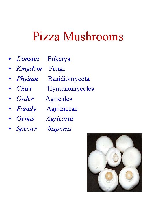 Pizza Mushrooms • • Domain Eukarya Kingdom Fungi Phylum Basidiomycota Class Hymenomycetes Order Agricales