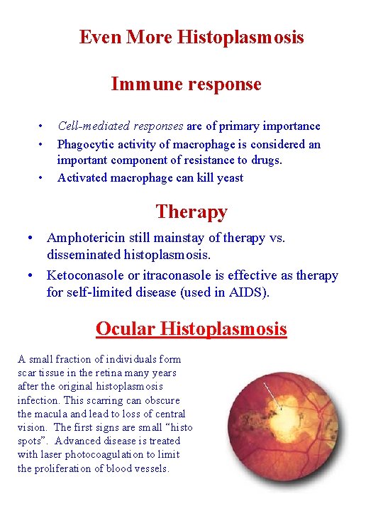 Even More Histoplasmosis Immune response • • • Cell-mediated responses are of primary importance