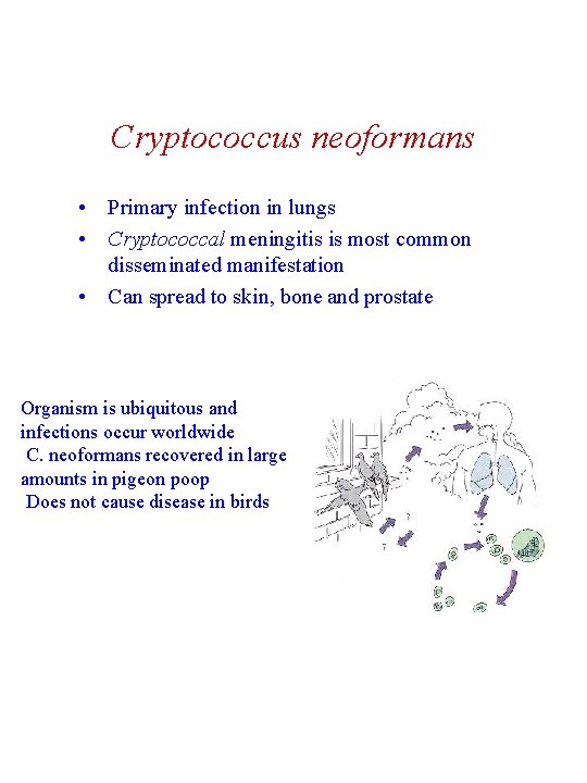 Cryptococcus neoformans • Primary infection in lungs • Cryptococcal meningitis is most common disseminated