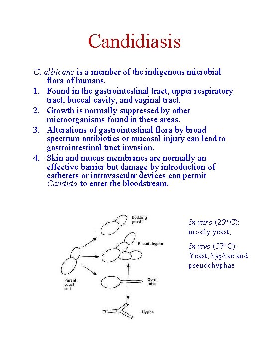 Candidiasis C. albicans is a member of the indigenous microbial flora of humans. 1.