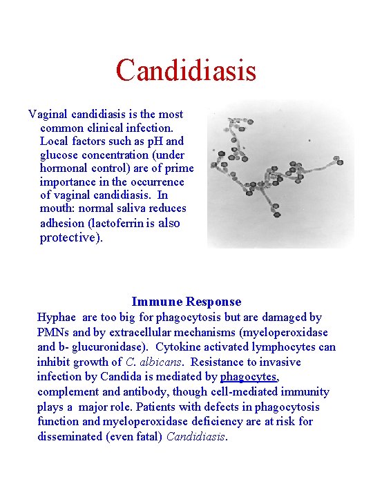 Candidiasis Vaginal candidiasis is the most common clinical infection. Local factors such as p.