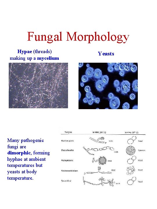 Fungal Morphology Hypae (threads) making up a mycelium Many pathogenic fungi are dimorphic, forming