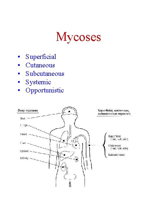 Mycoses • • • Superficial Cutaneous Subcutaneous Systemic Opportunistic 