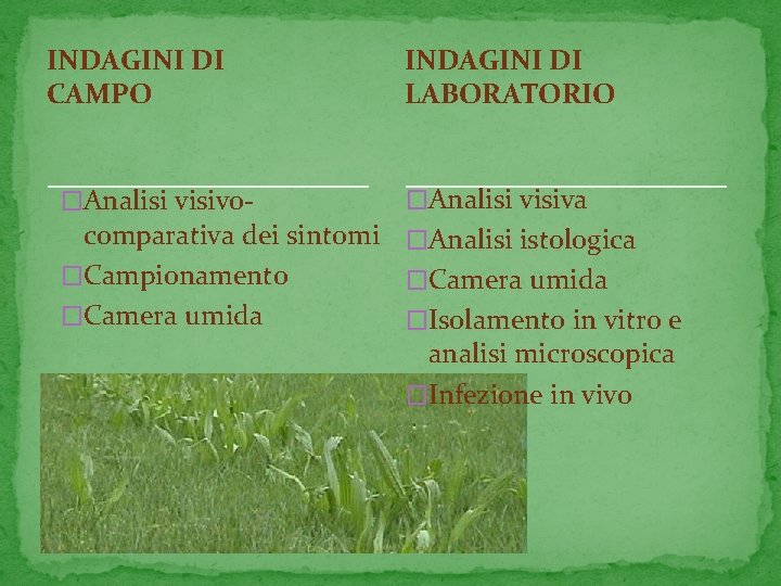 INDAGINI DI CAMPO �Analisi visivo- INDAGINI DI LABORATORIO �Analisi visiva comparativa dei sintomi �Analisi