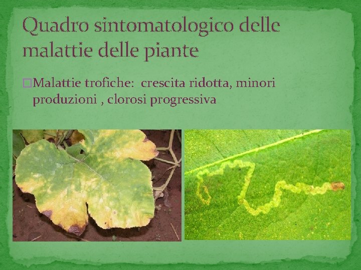 Quadro sintomatologico delle malattie delle piante �Malattie trofiche: crescita ridotta, minori produzioni , clorosi