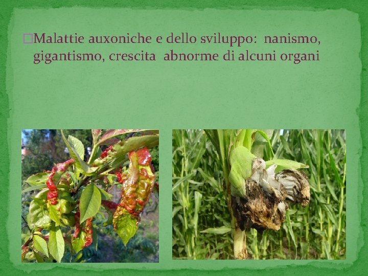 �Malattie auxoniche e dello sviluppo: nanismo, gigantismo, crescita abnorme di alcuni organi 