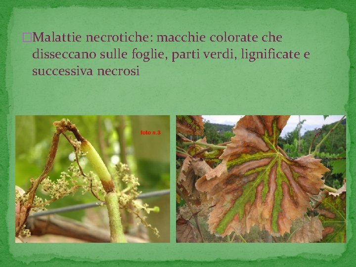 �Malattie necrotiche: macchie colorate che disseccano sulle foglie, parti verdi, lignificate e successiva necrosi