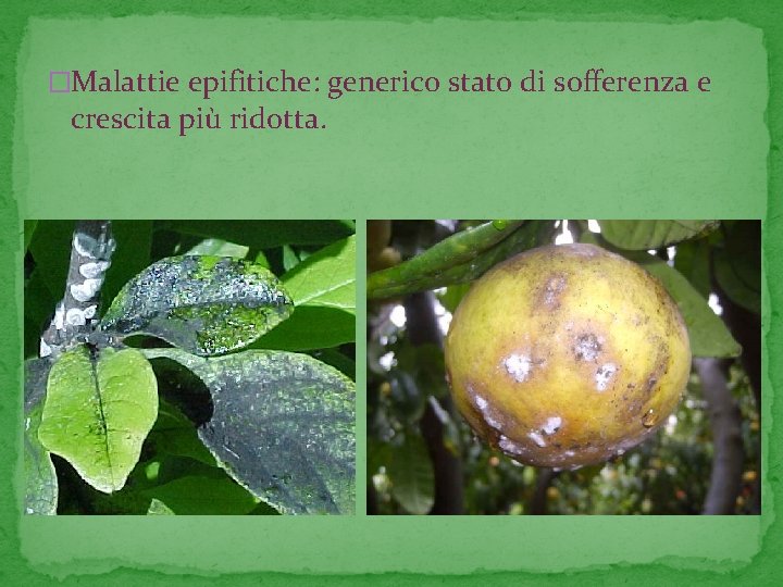 �Malattie epifitiche: generico stato di sofferenza e crescita più ridotta. 