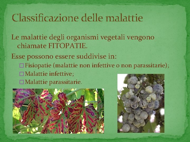 Classificazione delle malattie Le malattie degli organismi vegetali vengono chiamate FITOPATIE. Esse possono essere