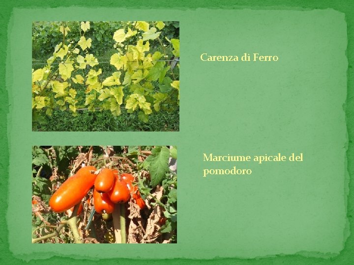 Carenza di Ferro Marciume apicale del pomodoro 