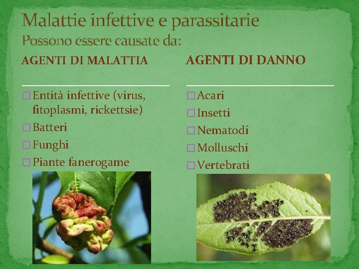 Malattie infettive e parassitarie Possono essere causate da: AGENTI DI MALATTIA AGENTI DI DANNO