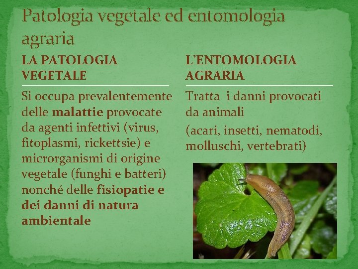 Patologia vegetale ed entomologia agraria LA PATOLOGIA VEGETALE L’ENTOMOLOGIA AGRARIA Si occupa prevalentemente delle