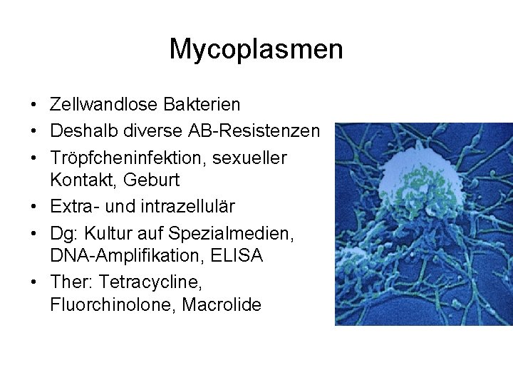Mycoplasmen • Zellwandlose Bakterien • Deshalb diverse AB-Resistenzen • Tröpfcheninfektion, sexueller Kontakt, Geburt •