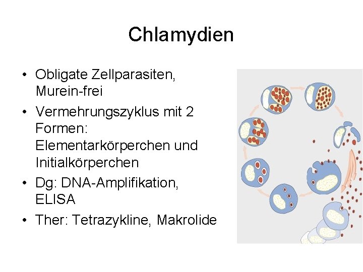 Chlamydien • Obligate Zellparasiten, Murein-frei • Vermehrungszyklus mit 2 Formen: Elementarkörperchen und Initialkörperchen •
