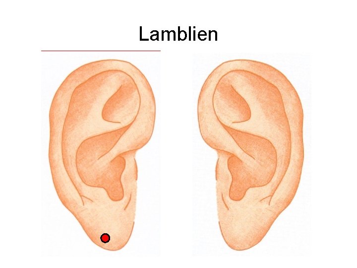 Lamblien 